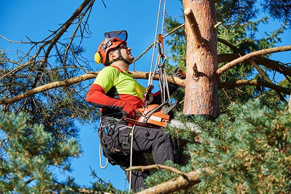 Arborist Training